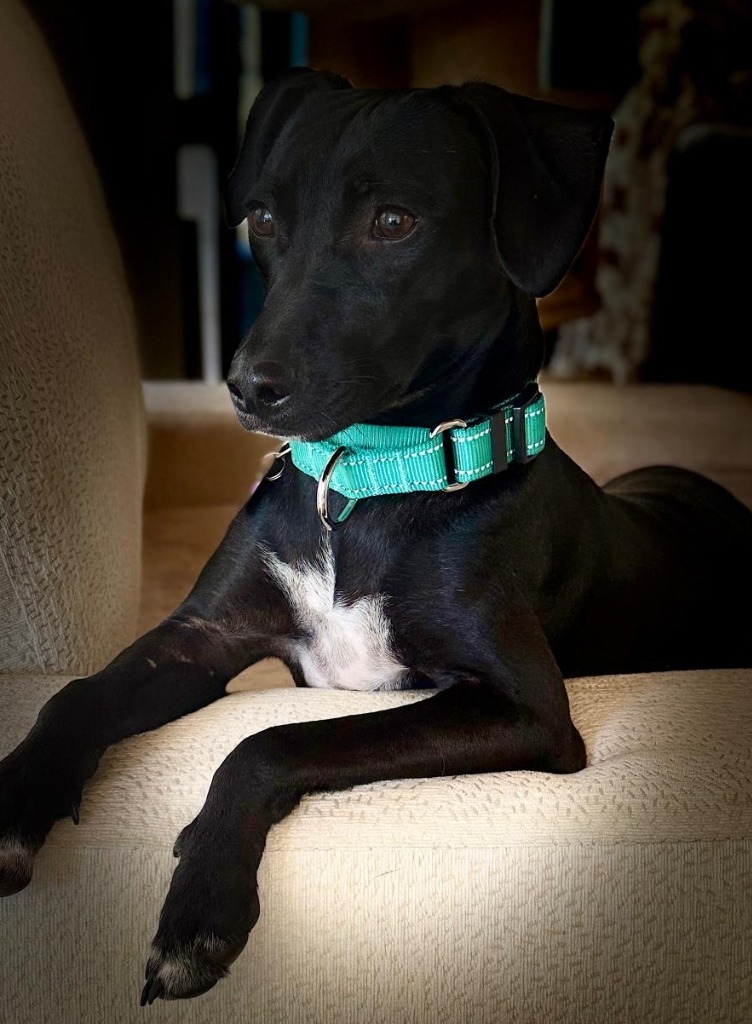 Darling, an adoptable Mixed Breed in San Juan de Abajo, NAY, 63732 | Photo Image 6