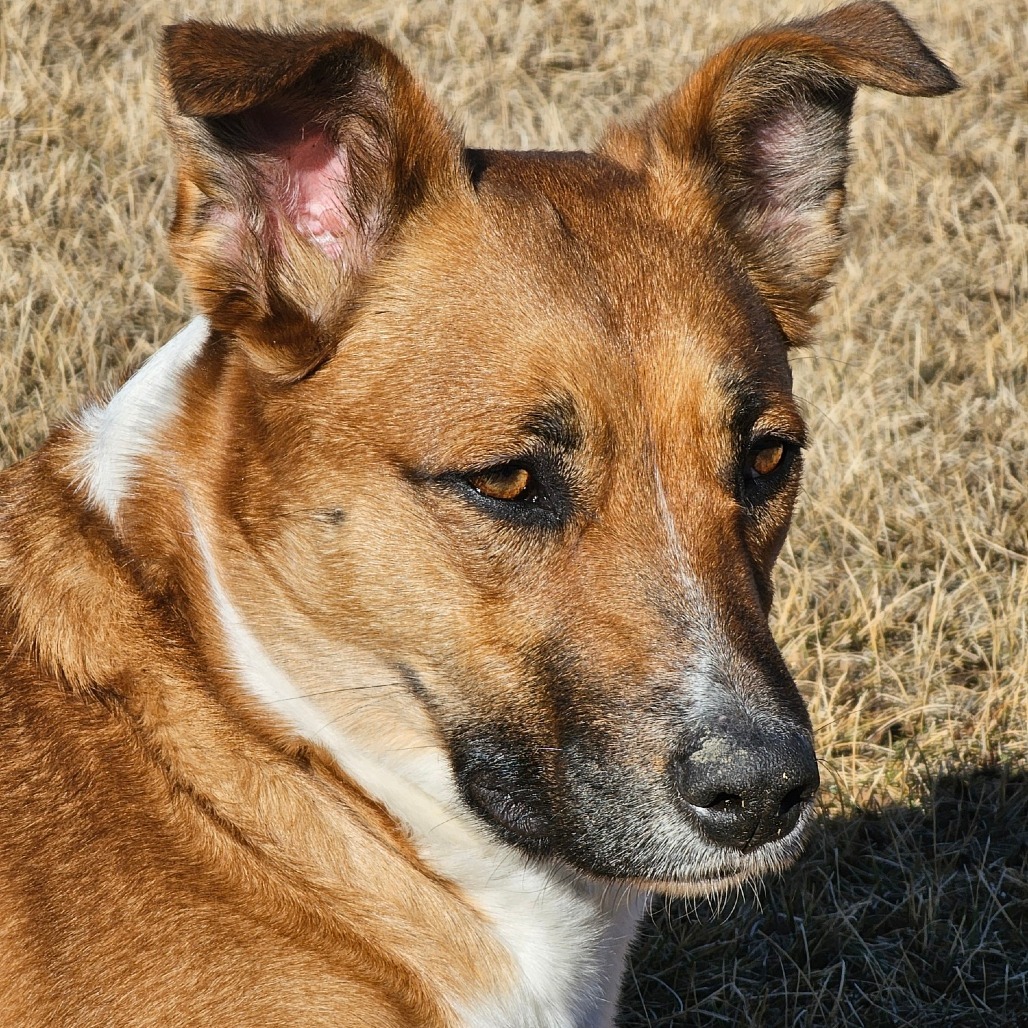 Josie, an adoptable Mixed Breed in Bismarck, ND, 58507 | Photo Image 1