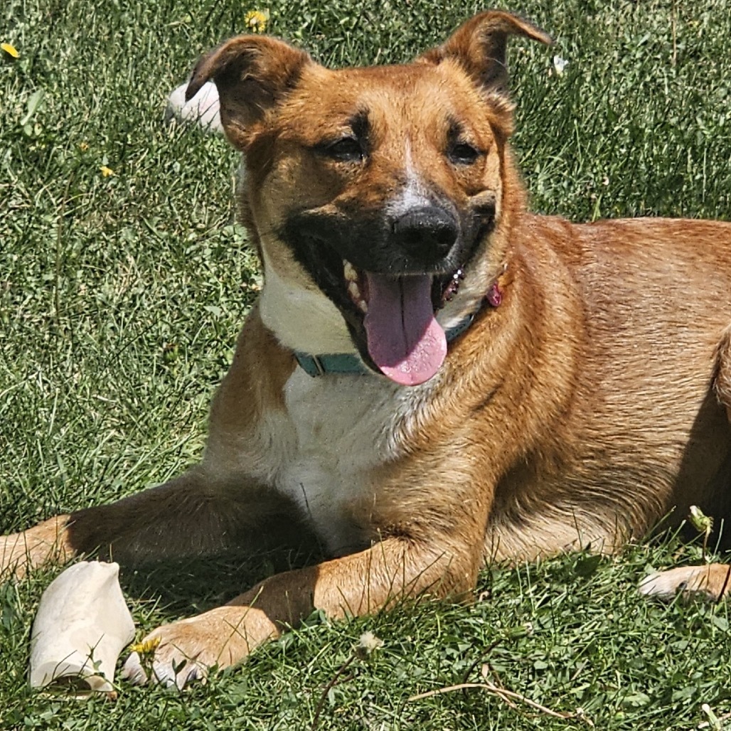 Josie, an adoptable Mixed Breed in Bismarck, ND, 58507 | Photo Image 2
