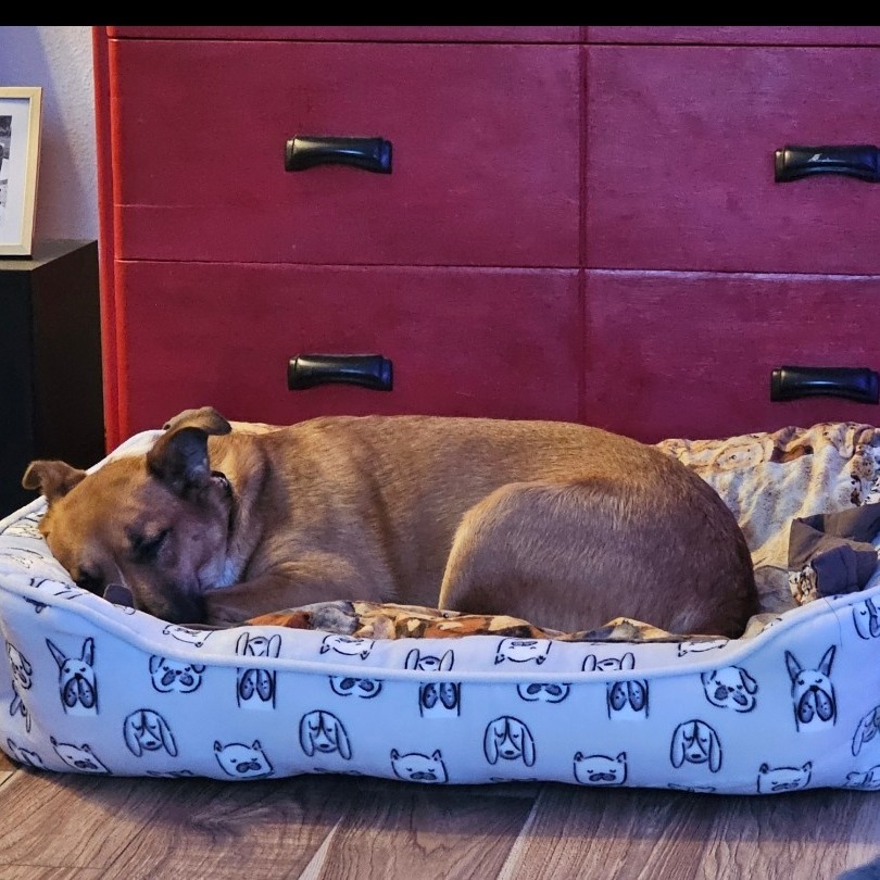 Josie, an adoptable Mixed Breed in Bismarck, ND, 58507 | Photo Image 3