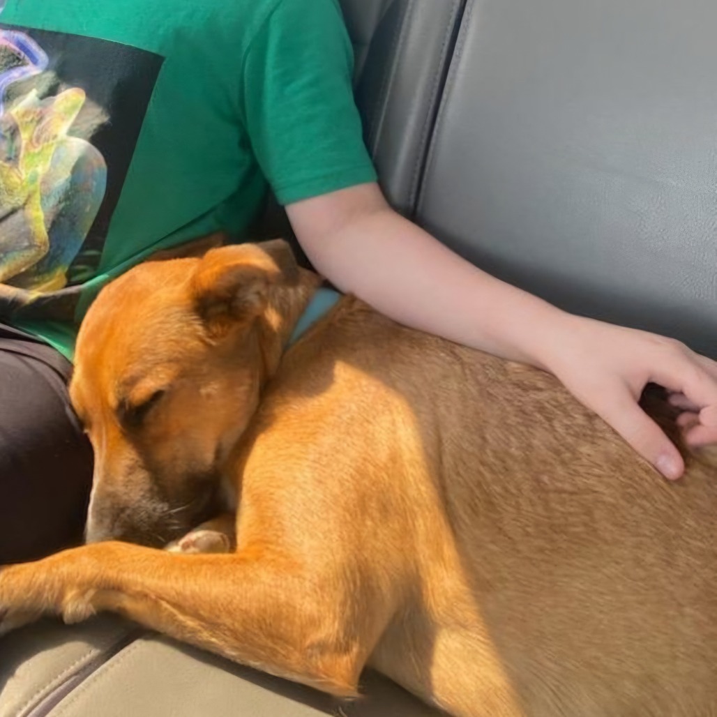 Josie, an adoptable Mixed Breed in Bismarck, ND, 58507 | Photo Image 4