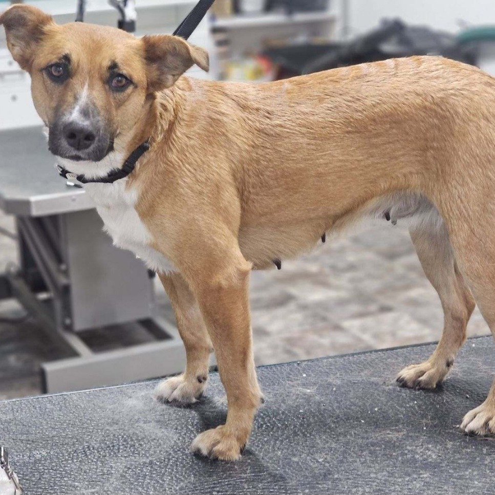 Josie, an adoptable Mixed Breed in Bismarck, ND, 58507 | Photo Image 5