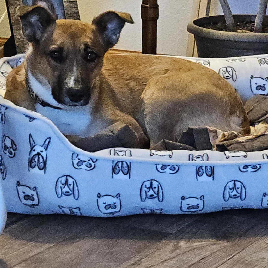 Josie, an adoptable Mixed Breed in Bismarck, ND, 58507 | Photo Image 6