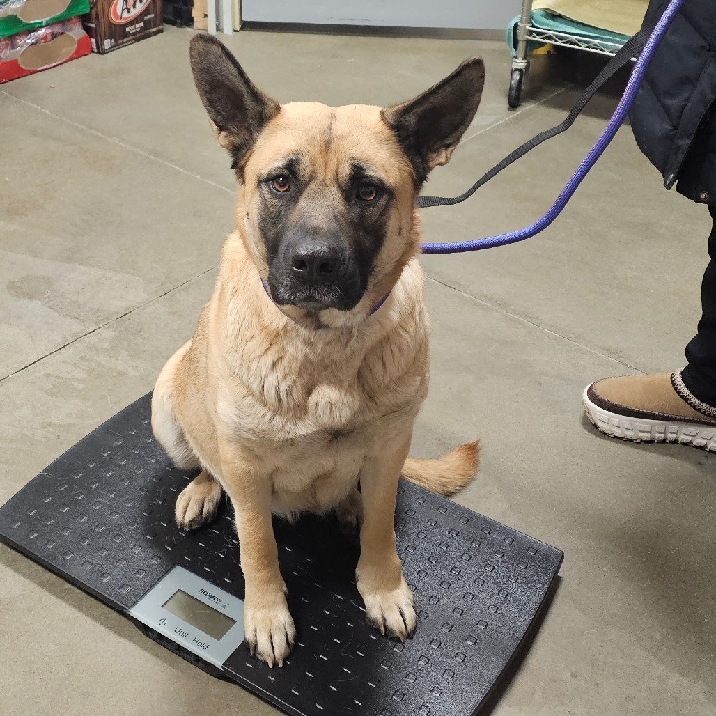 Grace, an adoptable Mixed Breed in Bismarck, ND, 58507 | Photo Image 2