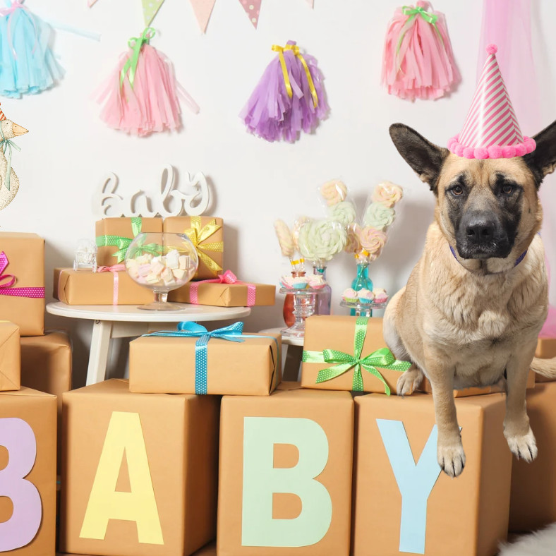 Grace, an adoptable Mixed Breed in Bismarck, ND, 58507 | Photo Image 3