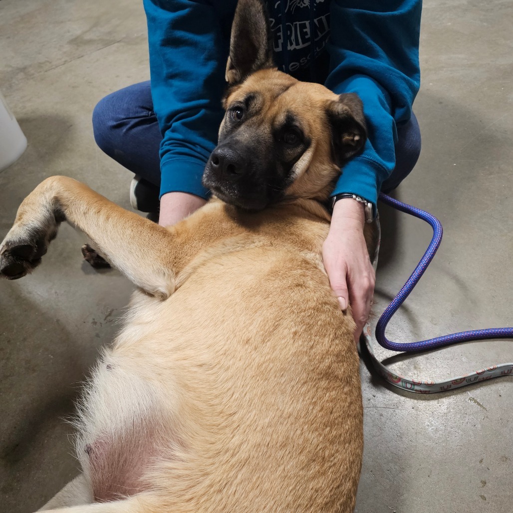 Grace, an adoptable Mixed Breed in Bismarck, ND, 58507 | Photo Image 4