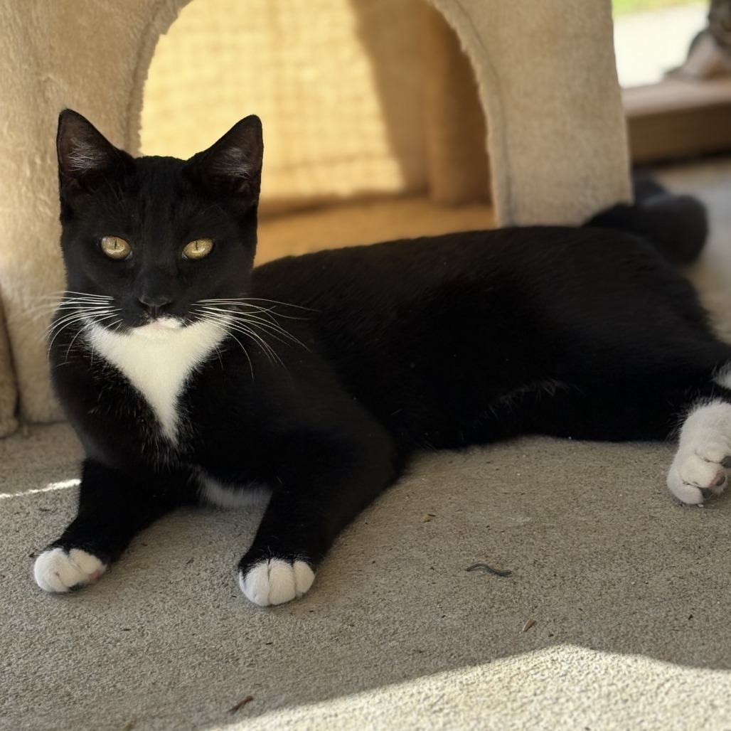 Asher, an adoptable Domestic Short Hair in Donalsonville, GA, 39845 | Photo Image 1