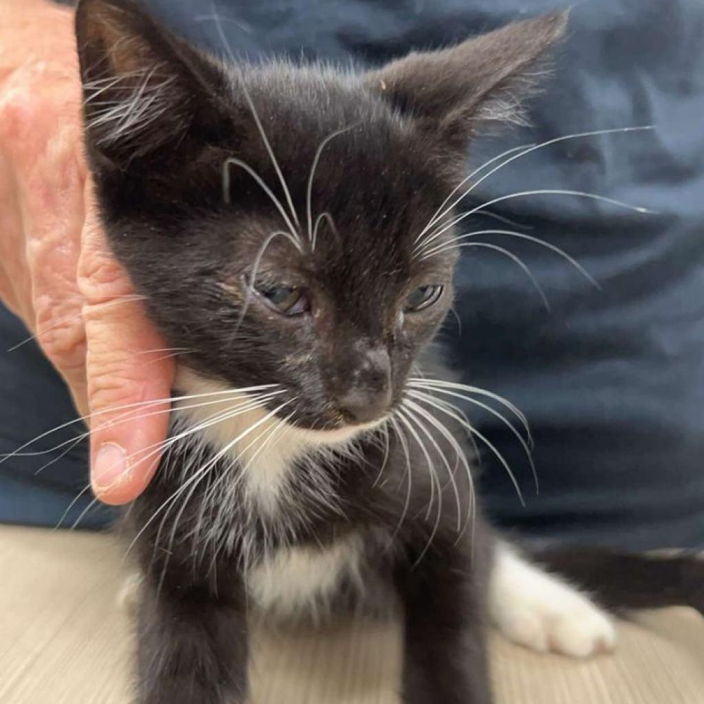 Asher, an adoptable Domestic Short Hair in Donalsonville, GA, 39845 | Photo Image 2