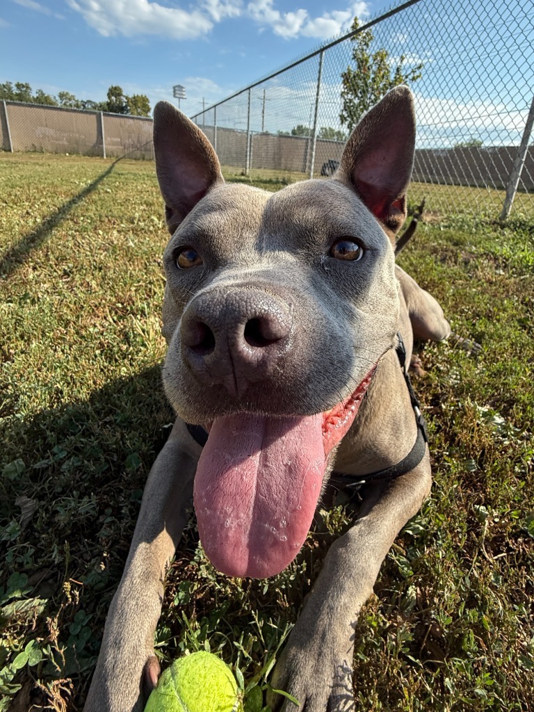 Blu