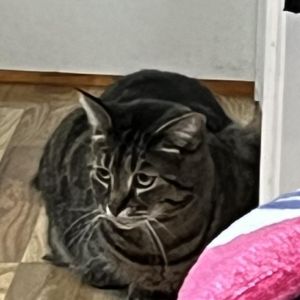 Delta, Adult Female Domestic Short Hair