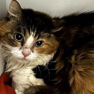 Danita, Adult Female Domestic Medium Hair