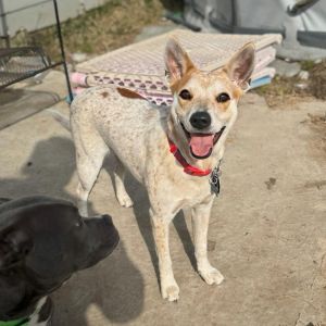 Penny, Adult Female Australian Cattle Dog / Blue Heeler