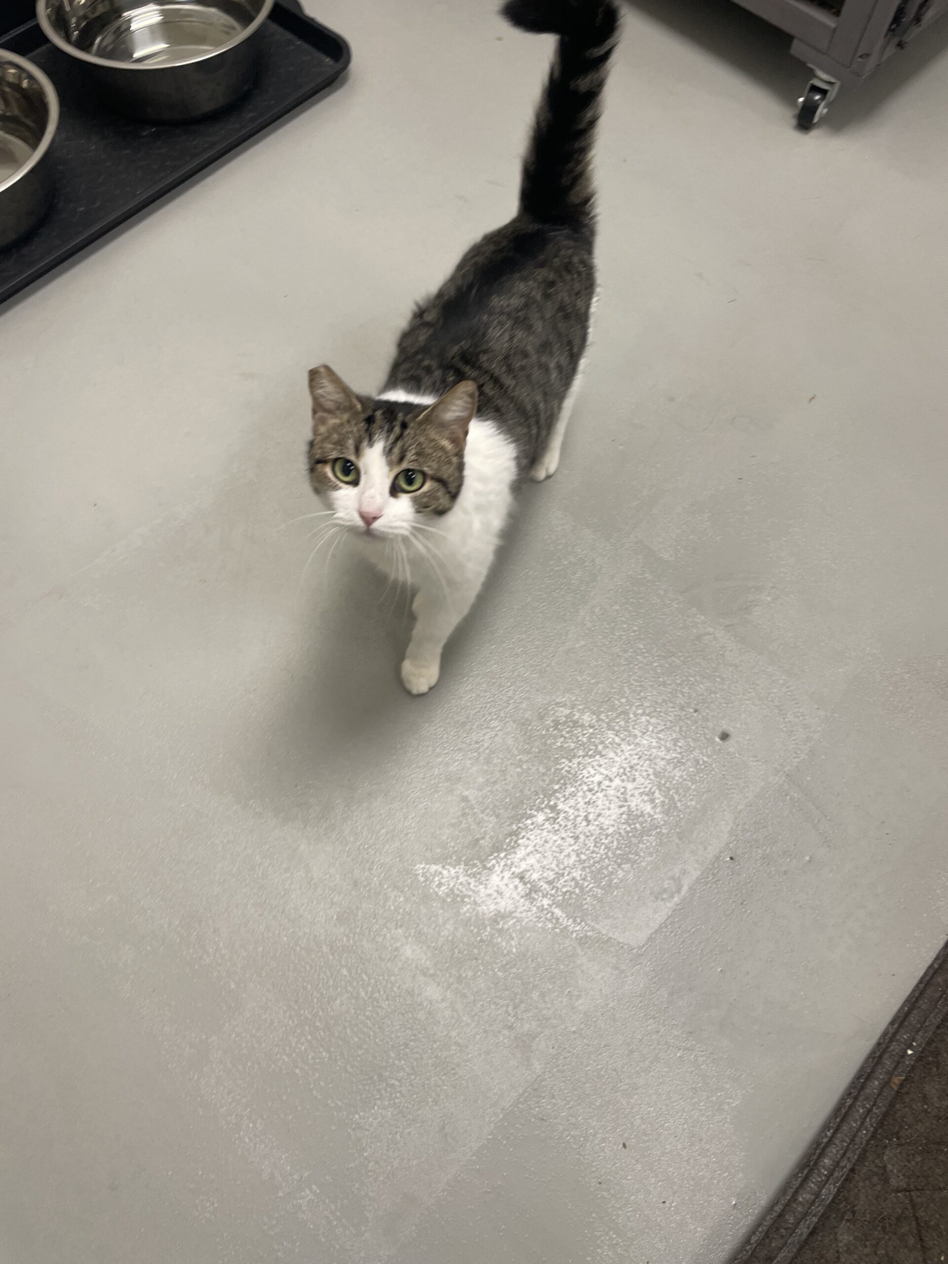 Peep, an adoptable Domestic Short Hair, Tabby in Visalia, CA, 93277 | Photo Image 1