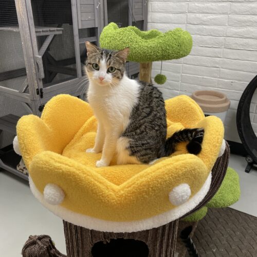 Peep, an adoptable Domestic Short Hair, Tabby in Visalia, CA, 93277 | Photo Image 2