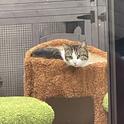 Peep, an adoptable Domestic Short Hair, Tabby in Visalia, CA, 93277 | Photo Image 3