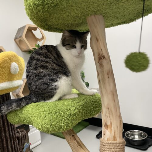 Peep, an adoptable Domestic Short Hair, Tabby in Visalia, CA, 93277 | Photo Image 4