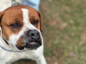 Roscoe