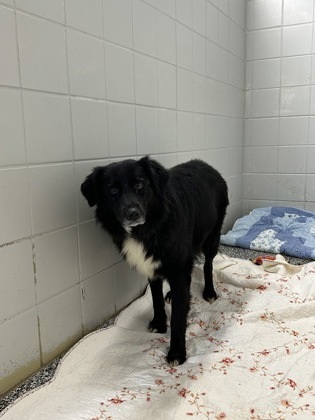 Twinkle, an adoptable Australian Shepherd, Labrador Retriever in Rhinelander, WI, 54501 | Photo Image 1