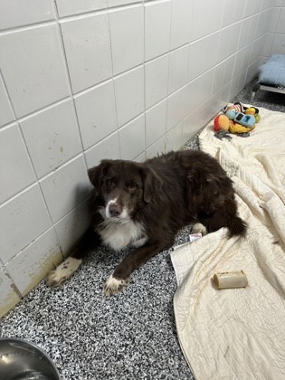 Ringo (sponsored), an adoptable Australian Shepherd, Labrador Retriever in Rhinelander, WI, 54501 | Photo Image 1