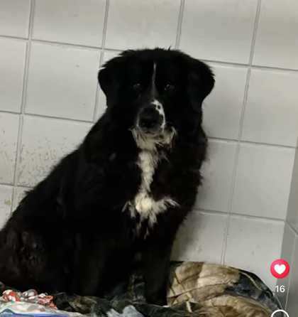 Bullet (In foster), an adoptable Australian Shepherd, Labrador Retriever in Rhinelander, WI, 54501 | Photo Image 1