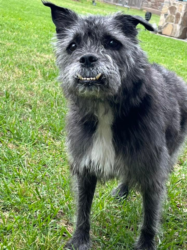 Kylie (Chewie), an adoptable Schnauzer, Terrier in Spring, TX, 77388 | Photo Image 1