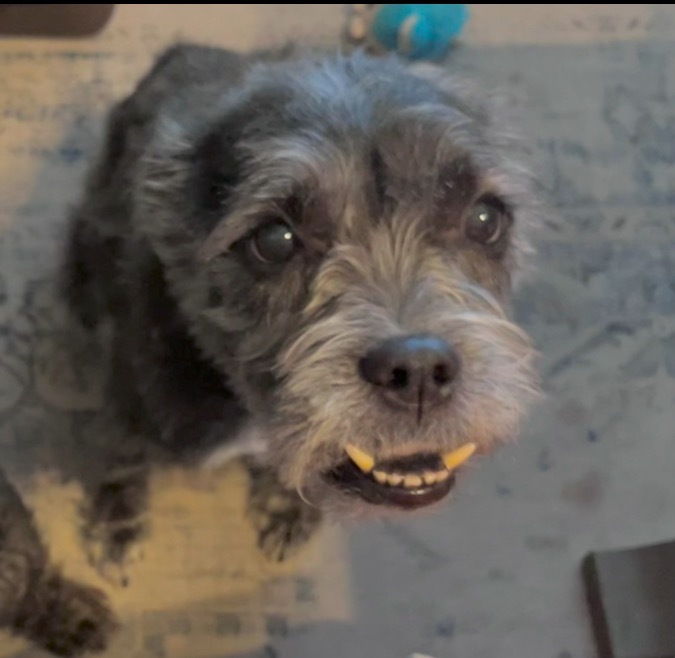 Kylie (Chewie), an adoptable Schnauzer, Terrier in Spring, TX, 77388 | Photo Image 2