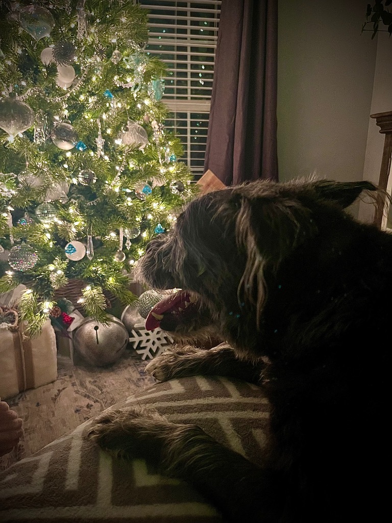 Kylie (Chewie), an adoptable Schnauzer, Terrier in Spring, TX, 77388 | Photo Image 3