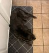 Kylie (Chewie) photo 4