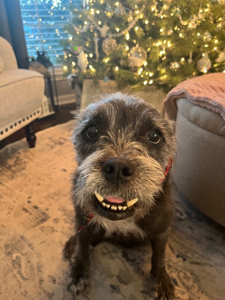 Kylie (Chewie), an adoptable Schnauzer, Terrier in Spring, TX, 77388 | Photo Image 5