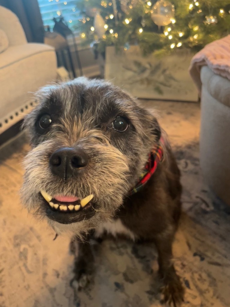 Kylie (Chewie), an adoptable Schnauzer, Terrier in Spring, TX, 77388 | Photo Image 6