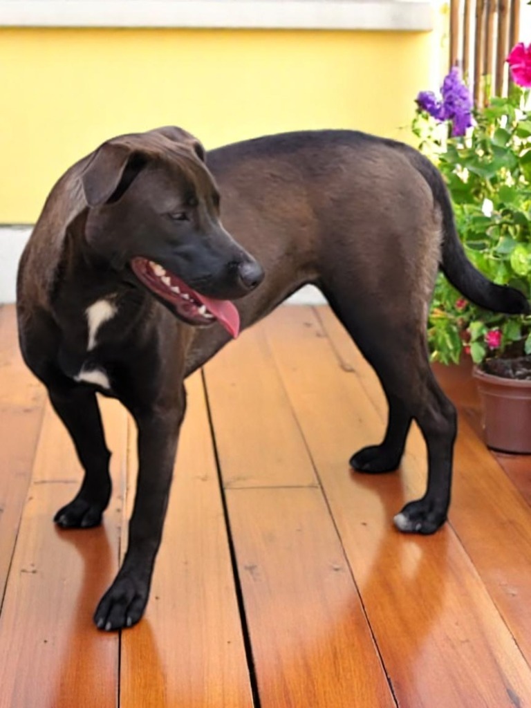 SADIE - Shadow