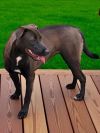 SADIE - Shadow photo 1