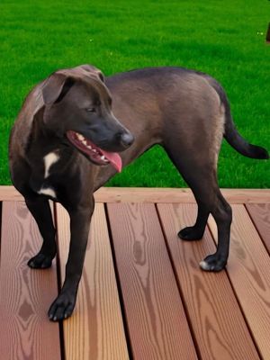 SADIE - Shadow