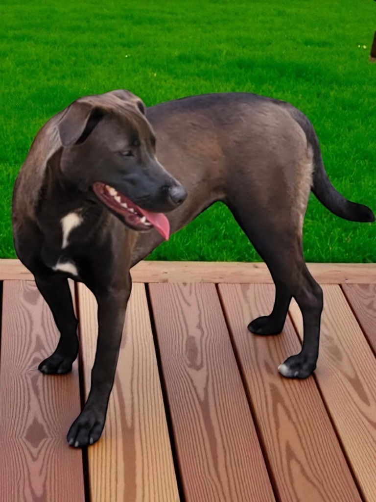 SADIE - Shadow