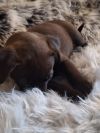 SADIE - Shadow photo 2