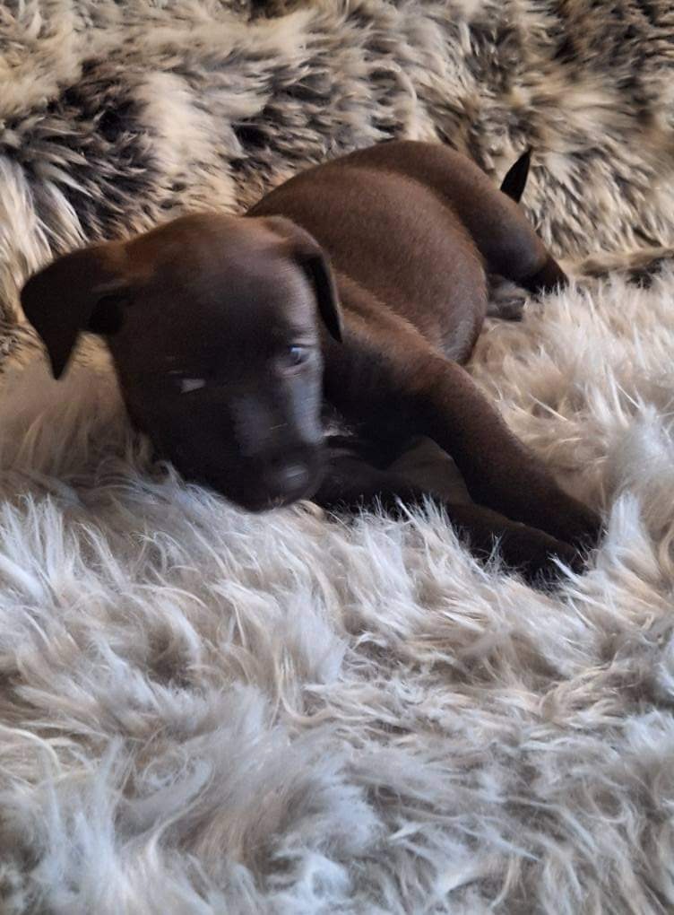 SADIE - Shadow