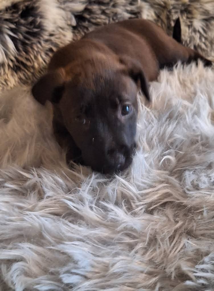 SADIE - Shadow
