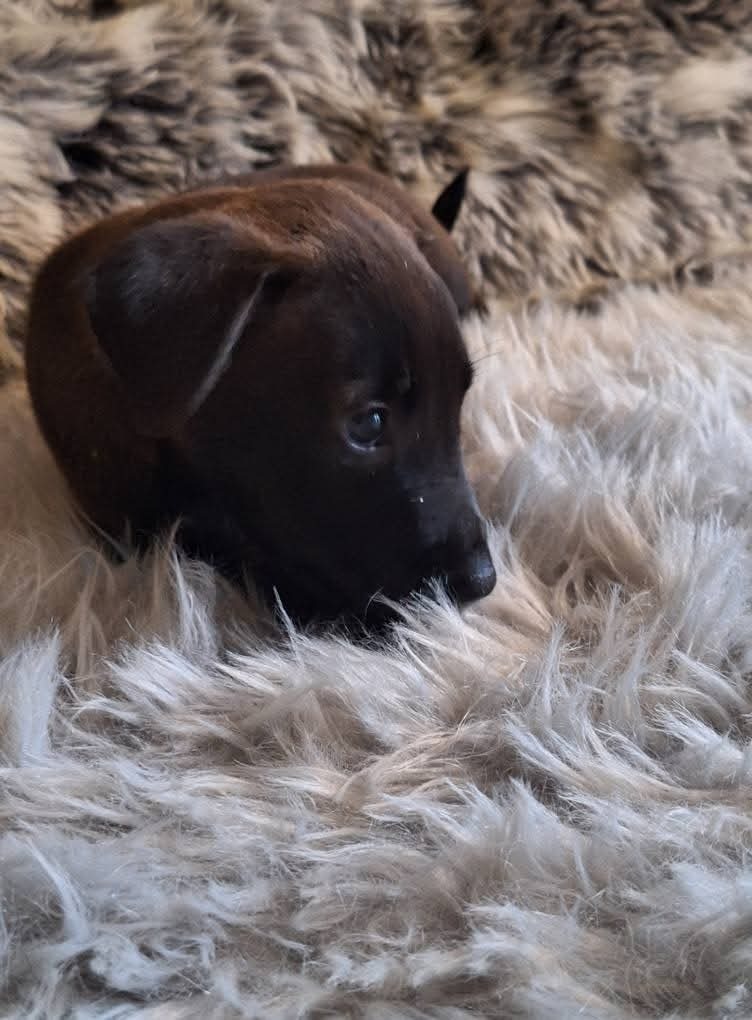 SADIE - Shadow