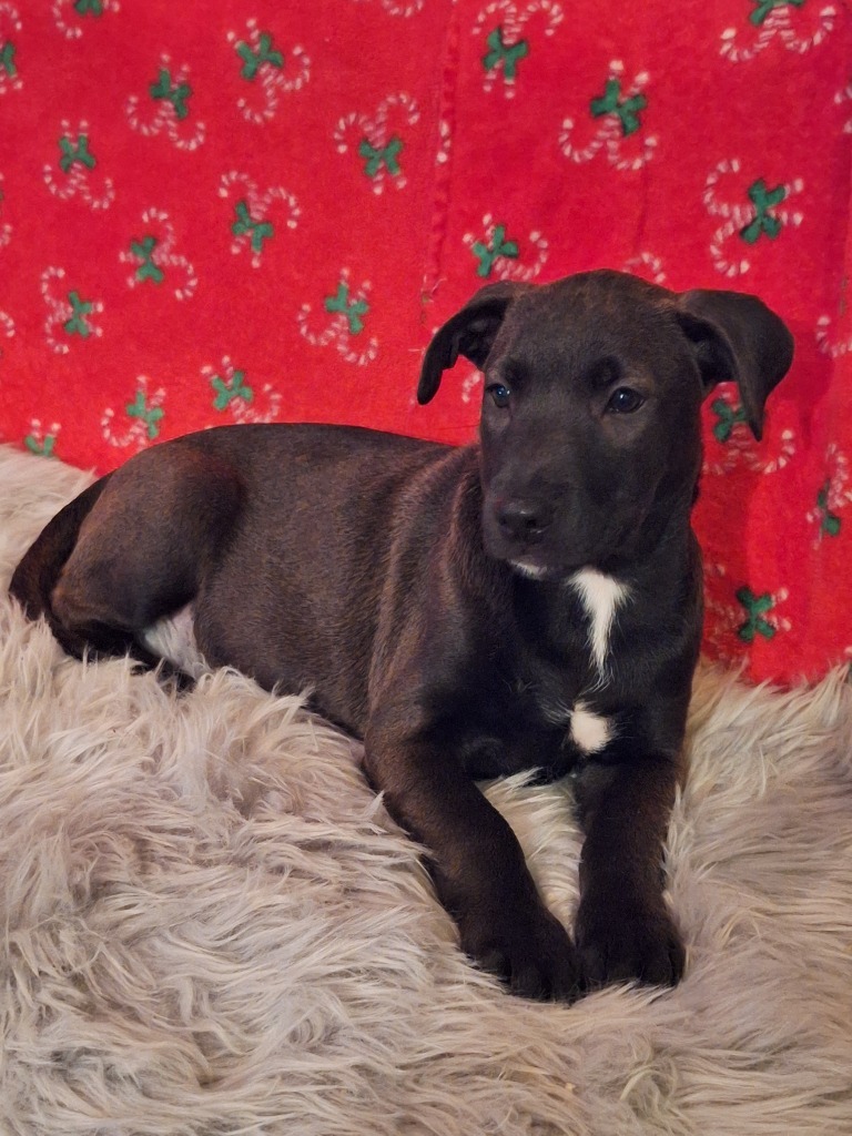 SADIE - Shadow