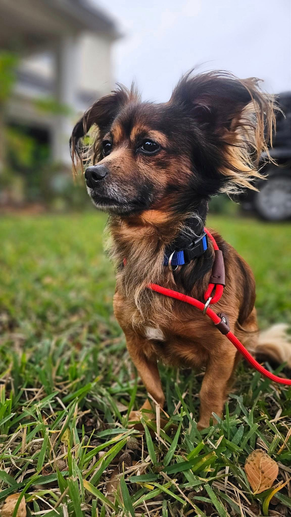 Ludwig von Bethoven, an adoptable Papillon in Spring, TX, 77388 | Photo Image 1