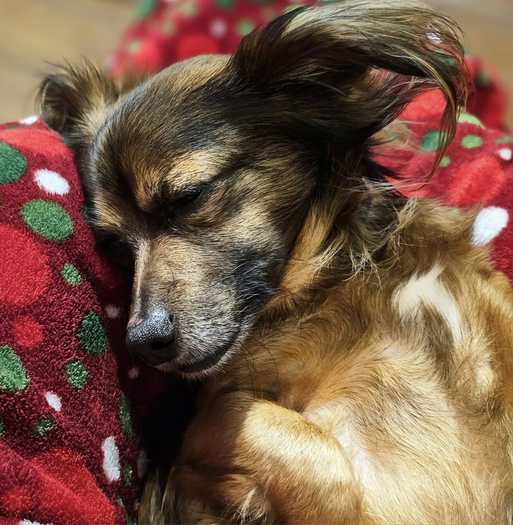 Ludwig von Bethoven, an adoptable Papillon in Spring, TX, 77388 | Photo Image 2