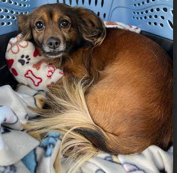 Ludwig von Bethoven, an adoptable Papillon in Spring, TX, 77388 | Photo Image 3