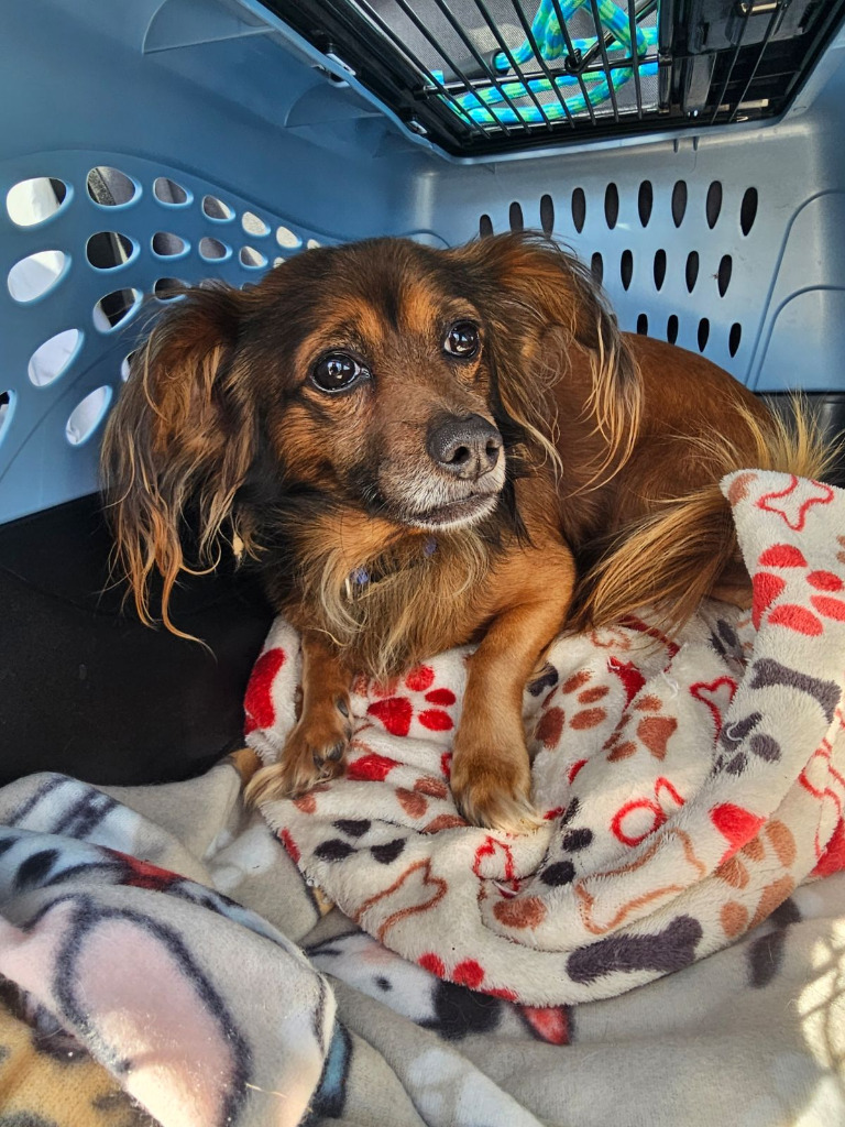Ludwig von Bethoven, an adoptable Papillon in Spring, TX, 77388 | Photo Image 4
