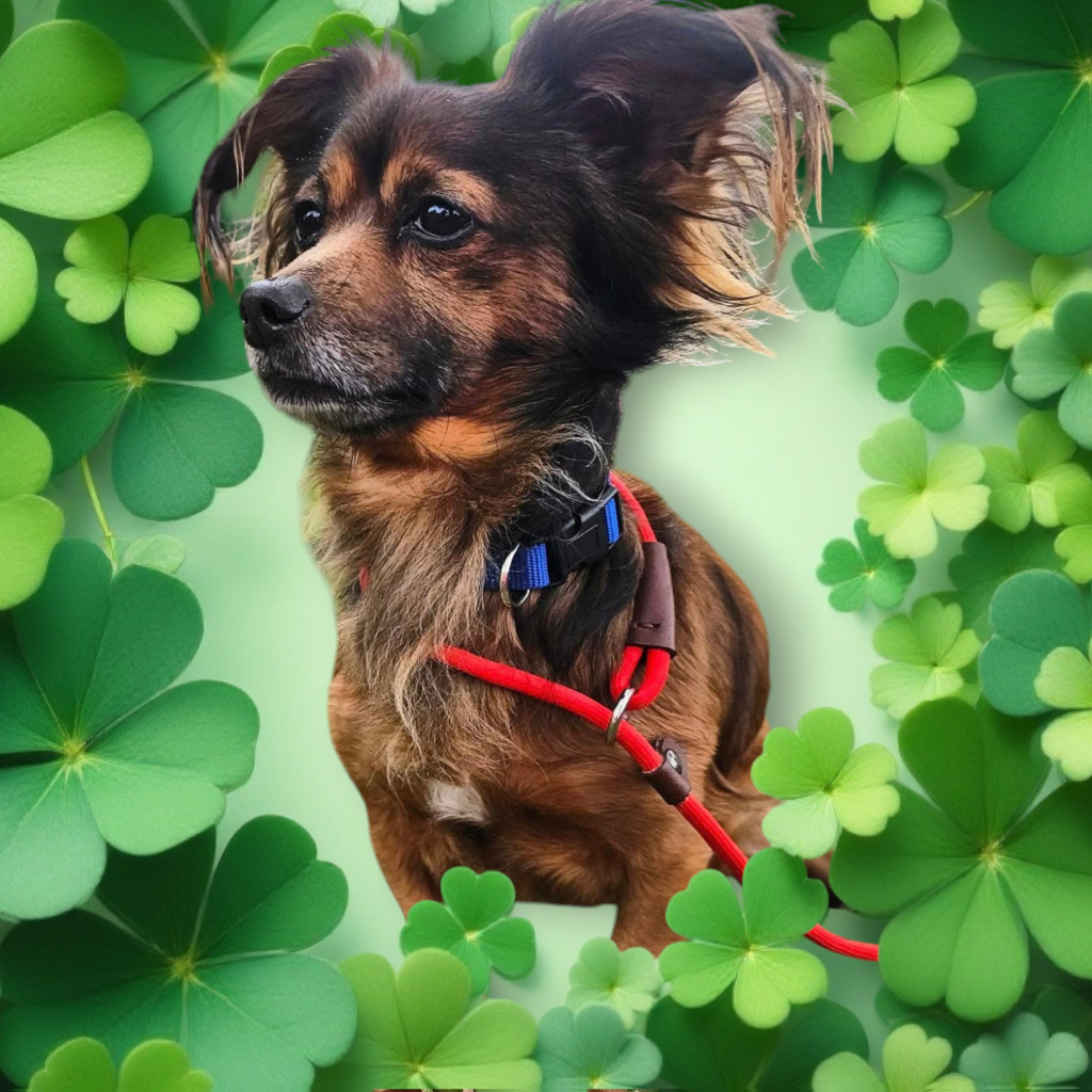 Ludwig von Bethoven, an adoptable Papillon in Spring, TX, 77388 | Photo Image 5