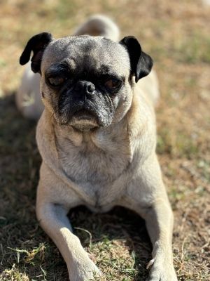 Beyonce, Adult Female Pug