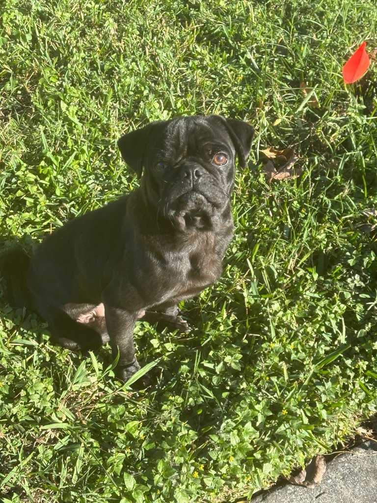 Otto