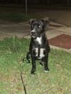 Shira photo 2