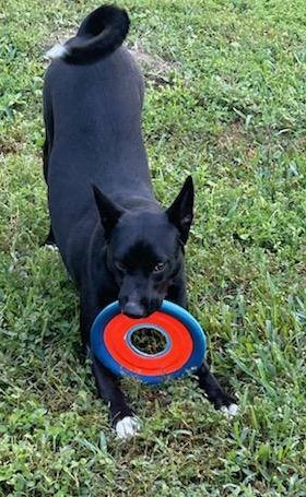 Millie 5, Young Female Australian Cattle Dog / Blue Heeler