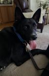 Millie 5 photo 3
