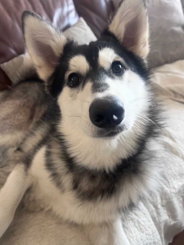 Marshmellow